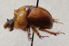 Bolbocerosoma tumefactum
