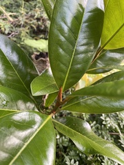 Corynocarpus laevigatus