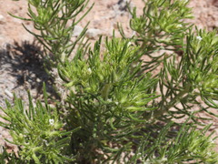 Nama carnosa