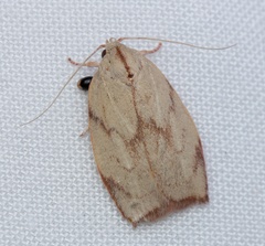 Euchaetis