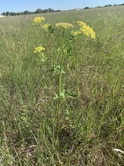 Polytaenia nuttallii