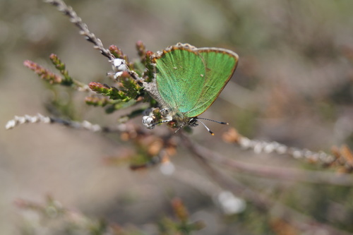 Green Hairstreak, 5591 Heeze, Nederland, photo 7 of 10