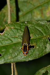 Semiotus superbus