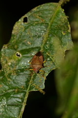 Podisus thomasi