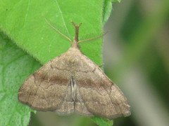 Phalaenostola metonalis