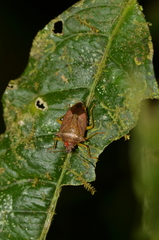 Podisus thomasi