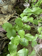 Neottia convallarioides