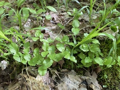 Neottia convallarioides