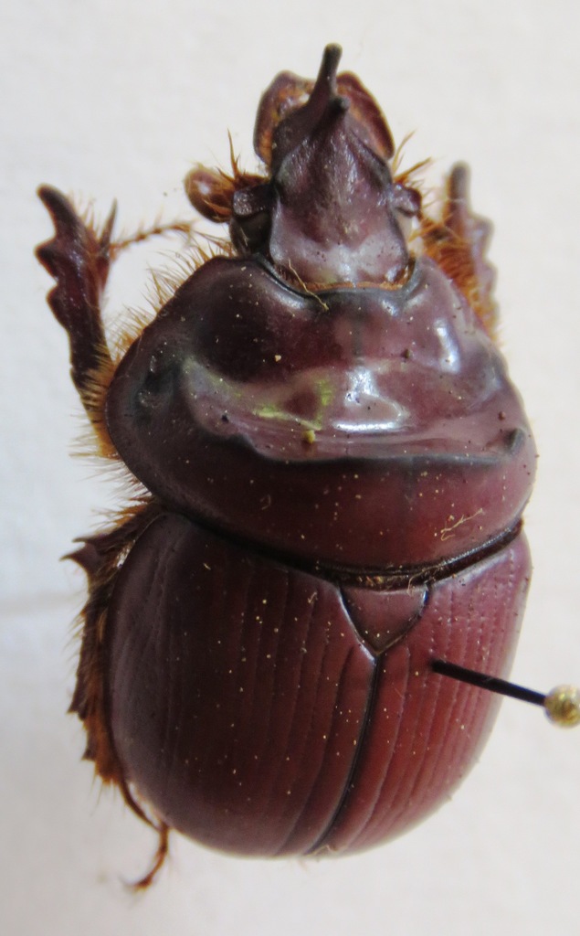 Bolborhinum geotrupoides