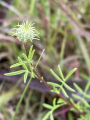 Dalea compacta