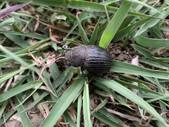 Phyllophaga cribrosa