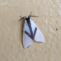 Turuptiana