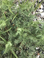 Astragalus crassicarpus