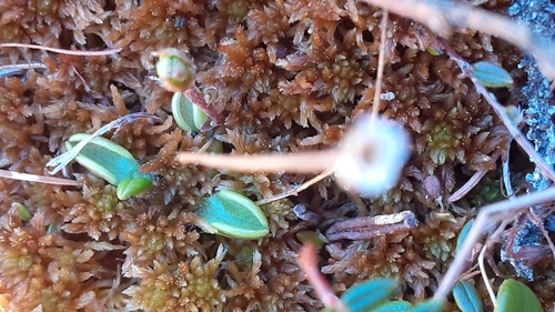 Pinguicula villosa