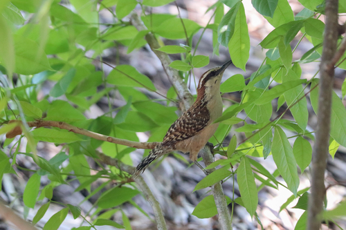 Russet-naped Wren (Campylorhynchus humilis), photo 9