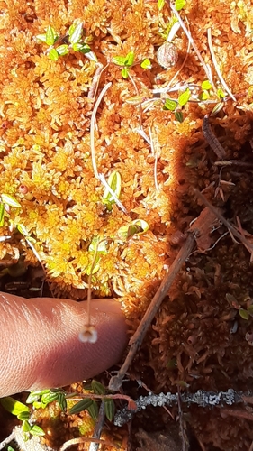 Pinguicula villosa