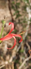 Anisacanthus