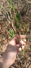 Anisacanthus