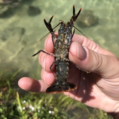 Procambarus suttkusi