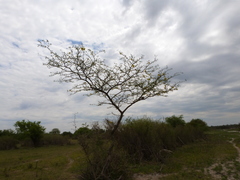 Gonopterodendron bonariensis
