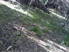 Turdus falcklandii magellanicus