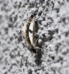 Euscirrhopterus poeyi