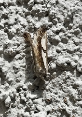 Euscirrhopterus poeyi