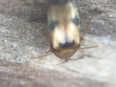 Diclidia