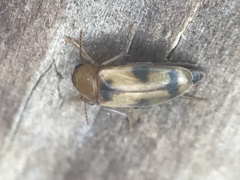 Diclidia