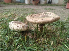 Chlorophyllum brunneum