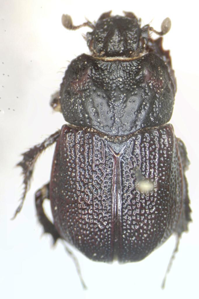 Frickius variolosus
