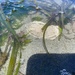 photo of Striped Nudibranch (Armina californica)