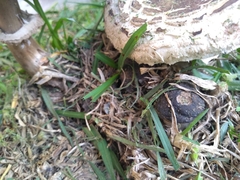 Chlorophyllum brunneum