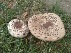 Chlorophyllum brunneum