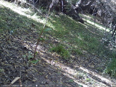 Turdus falcklandii magellanicus