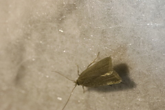 Acompsia cinerella