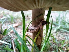 Chlorophyllum brunneum