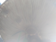 Chlorophyllum brunneum