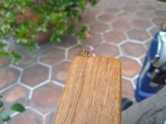 Syrphidae