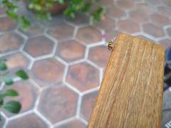 Syrphidae