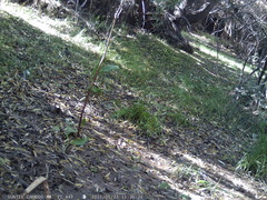 Turdus falcklandii magellanicus