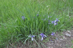 Iris lactea biglumis