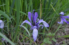 Iris lactea biglumis
