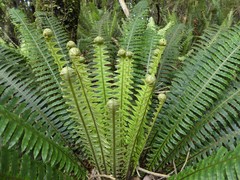 Crown Fern - Photo (c) Chris Close, some rights reserved (CC BY-NC), uploaded by Chris Close