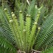 Crown Fern - Photo (c) Chris Close, some rights reserved (CC BY-NC), uploaded by Chris Close