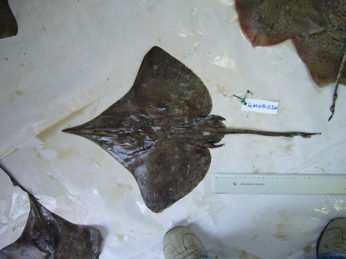Longnosed Skate