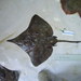 Sharpnose Skate - Photo (c) Fausto Tinti, University of Bologna - Italy, some rights reserved (CC BY-NC-SA)