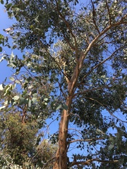 Eucalyptus