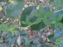 Tropaeolum pentaphyllum