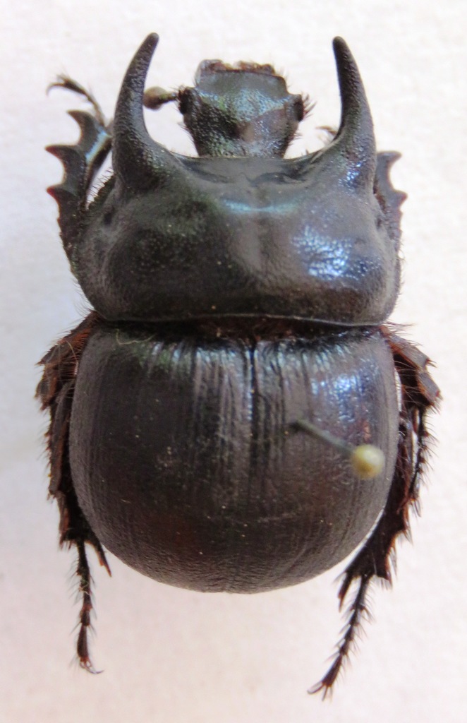 Taurocerastes patagonicus